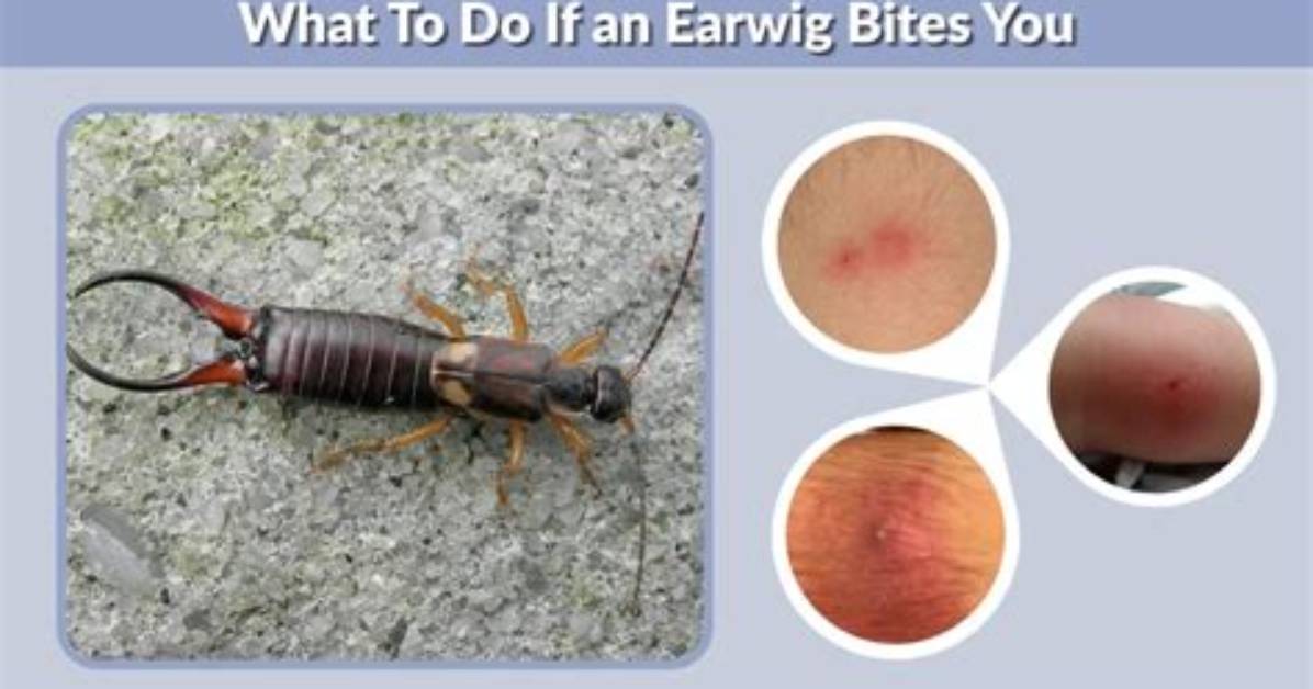 What Do Earwigs Do to Humans