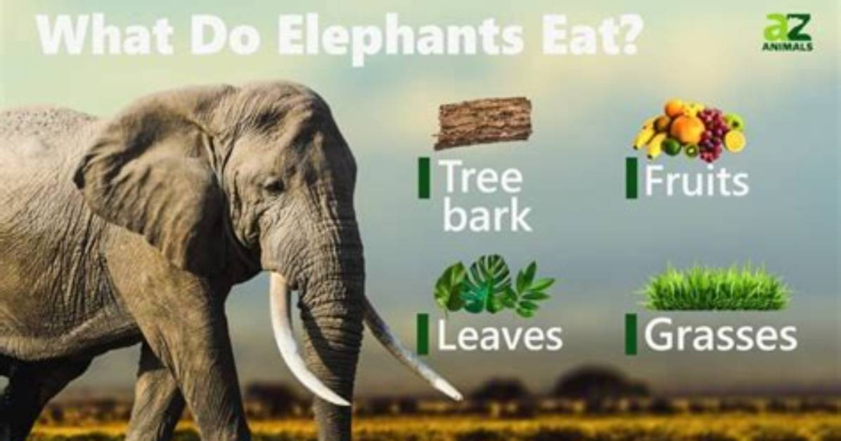 What Do Elephants Eat