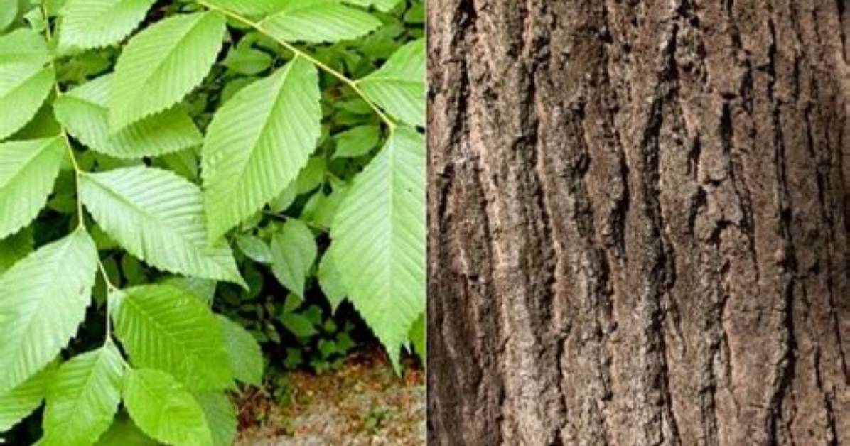 What Do Elms Look Like?