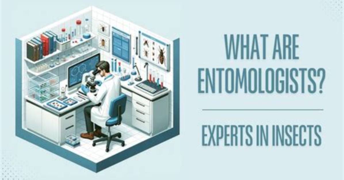 What Do Entomologists Study?