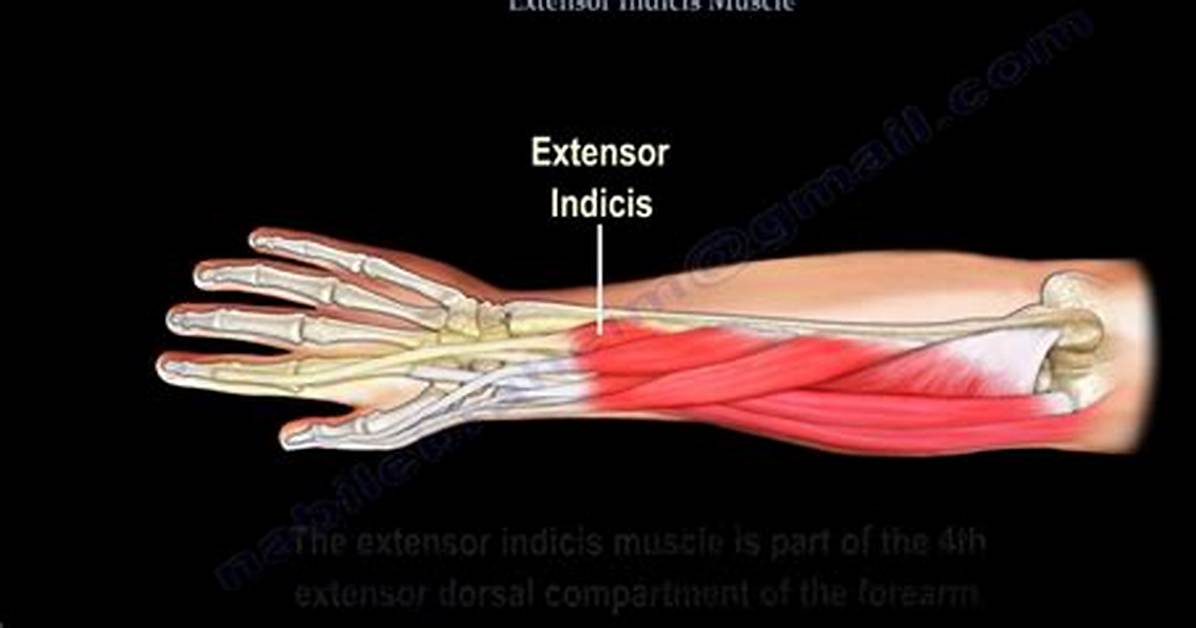 What Do Extensors Accomplish?