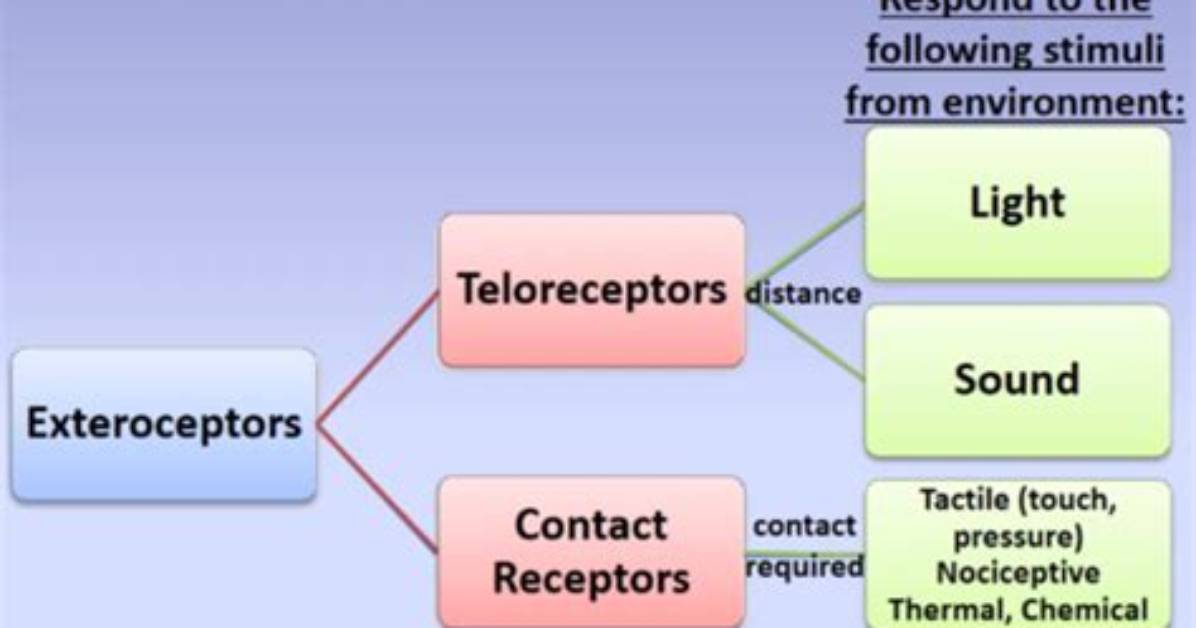 What Do Exteroceptors Do