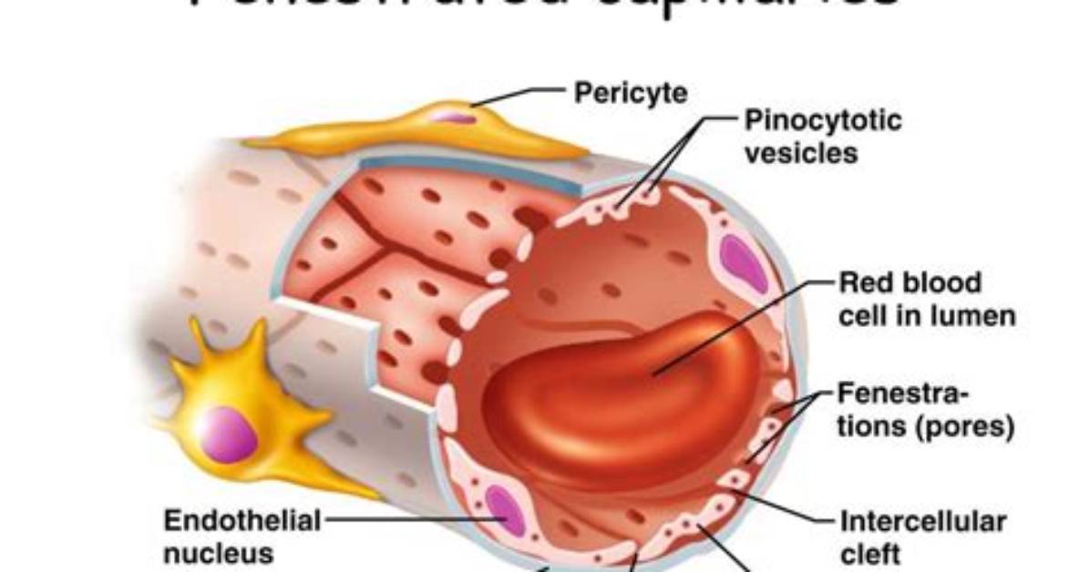 What Do Fenestrated Capillaries Do?