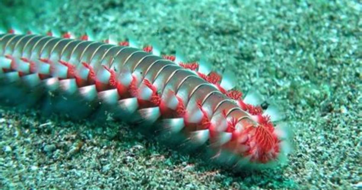 What Do Fireworms Eat?