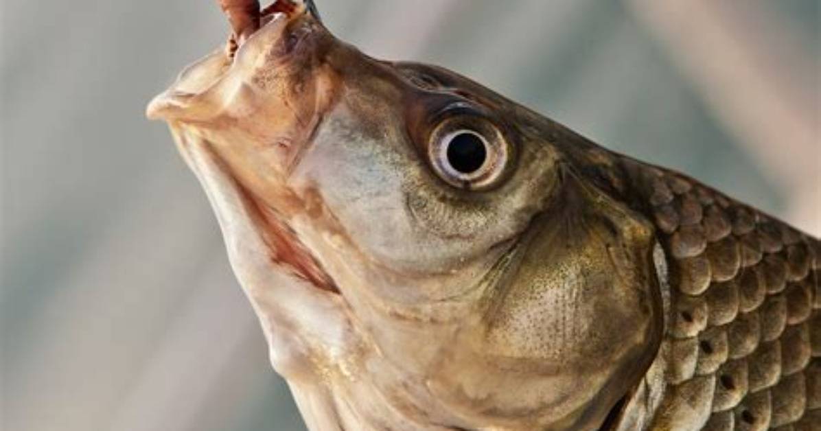 What Do Fish Eat Besides Worms?