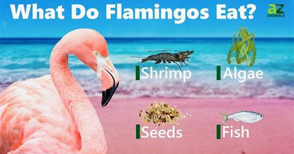 What Do Flamingos Need