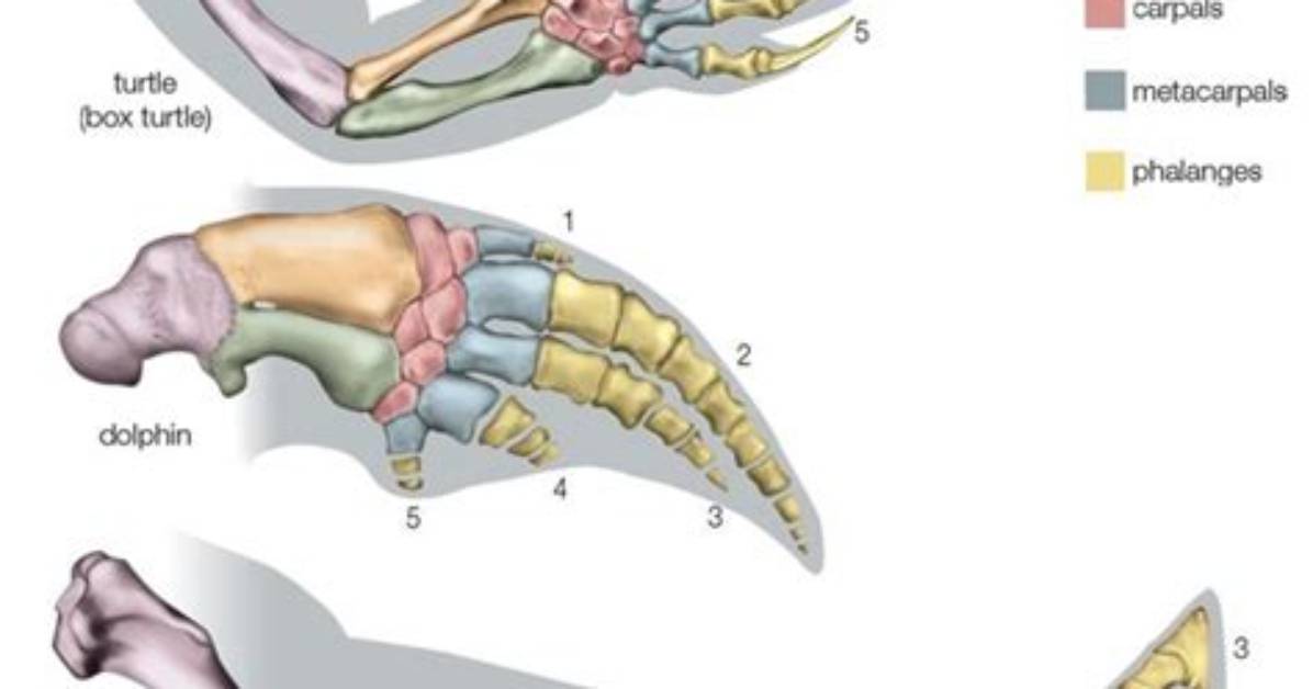 What Do Forelimbs Do?