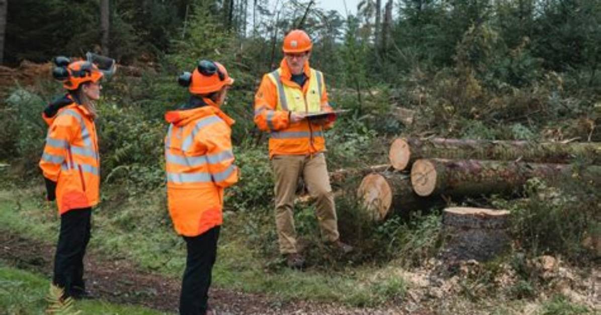 What Do Foresters Do on a Daily Basis?