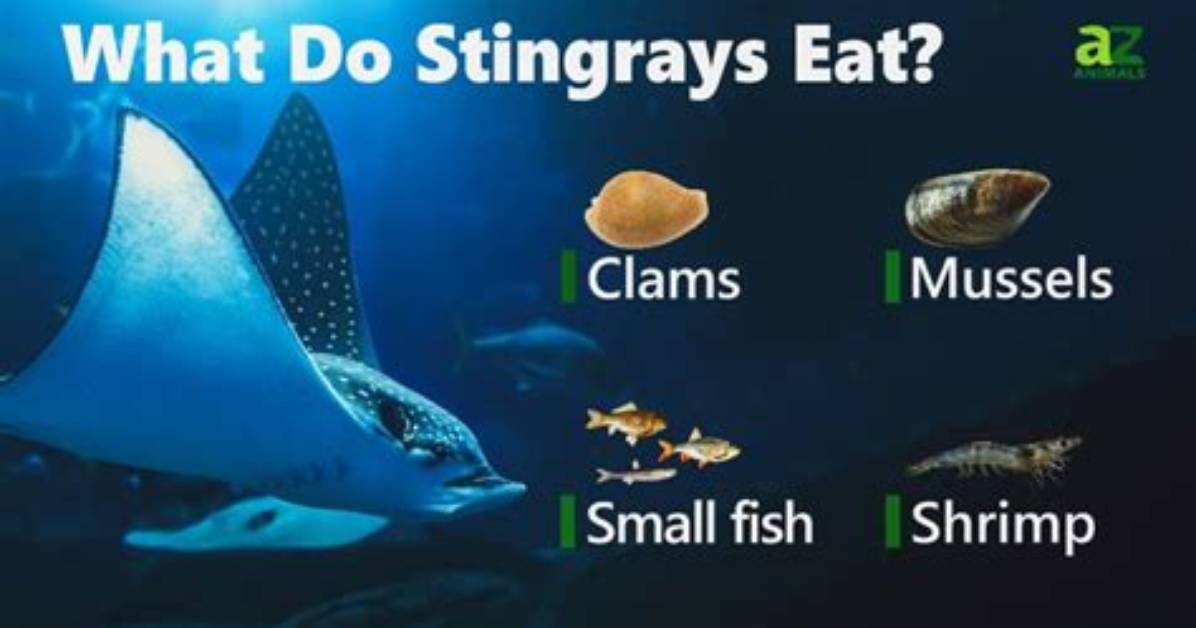 What Do Freshwater Stingrays Eat