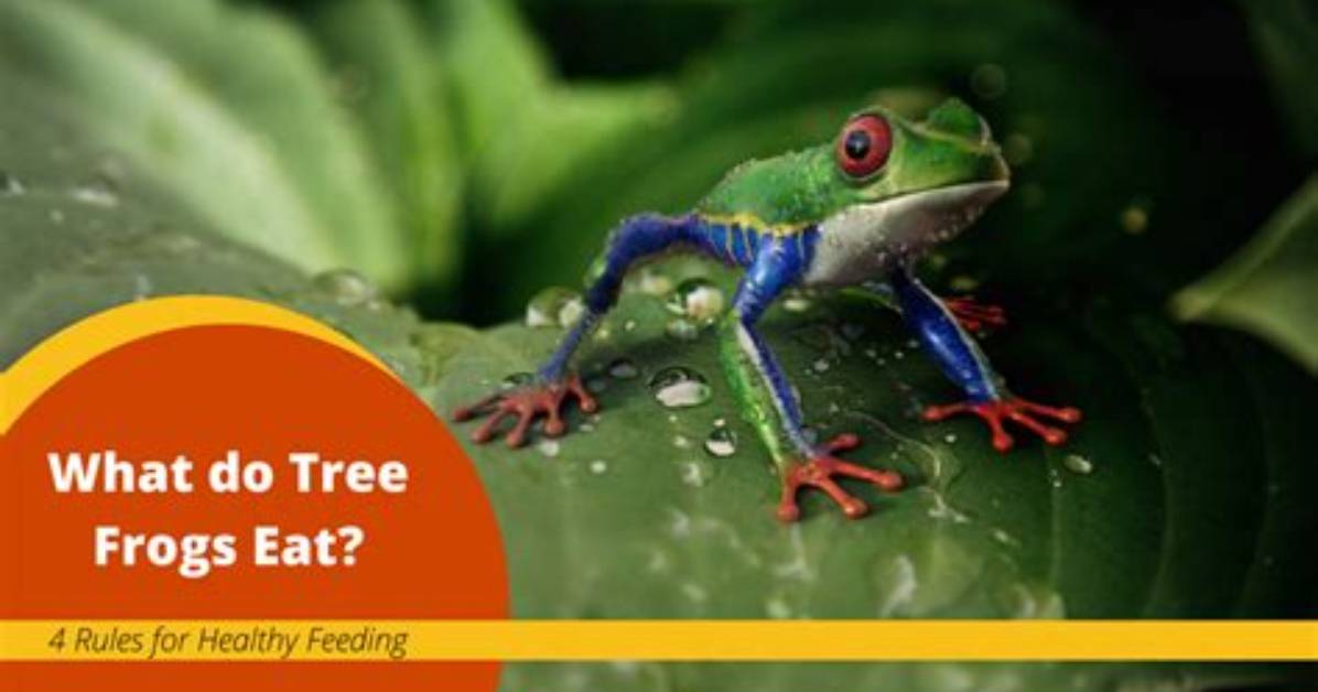 What Do Frogs Do Right Before They Jump