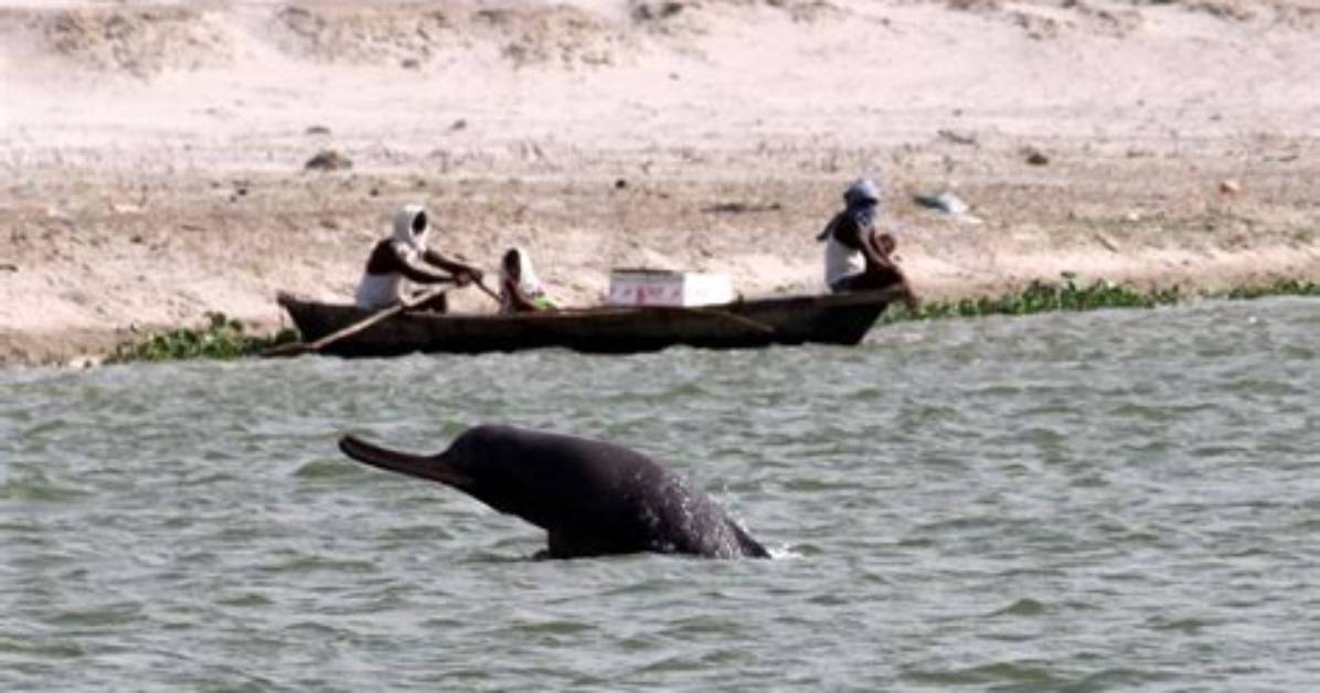What Do Ganges River Dolphins Eat