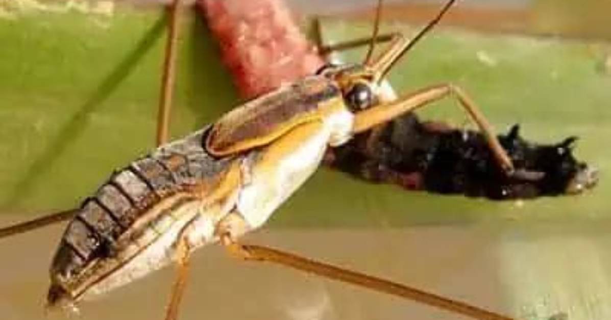 What Do Gerridae Eat?