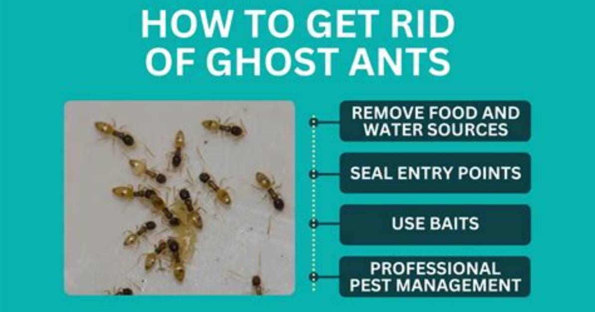 What Do Ghost Ants Do