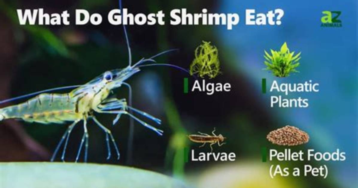 What Do Ghost Shrimp Eat