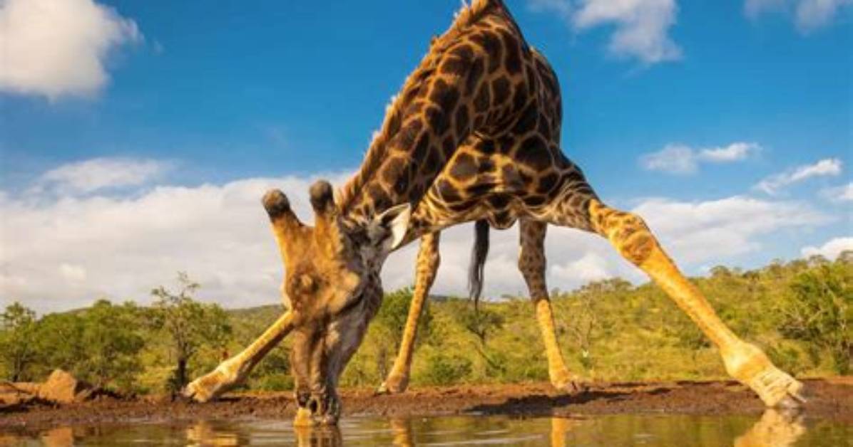 What Do Giraffes Drink?