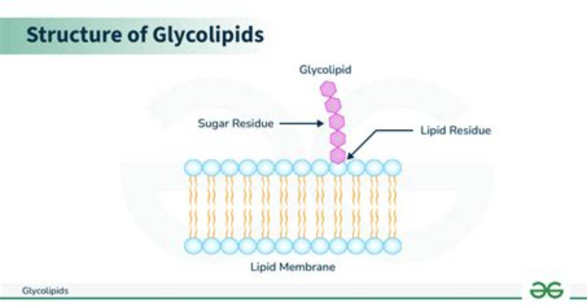 What Do Glycerolipids Do