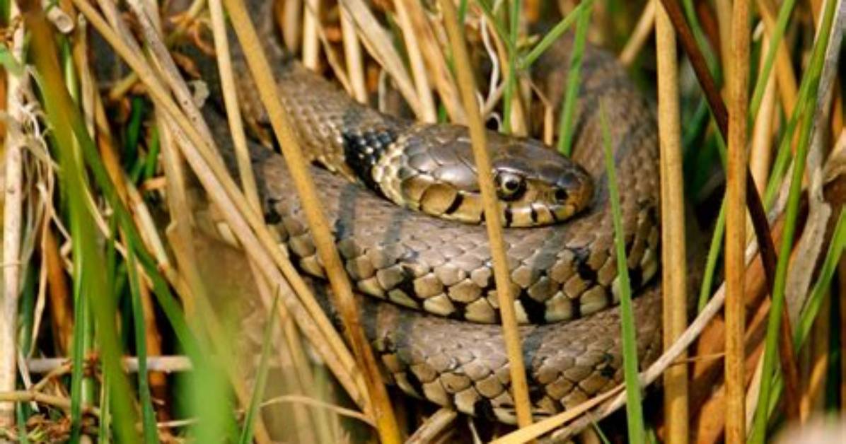 What Do Grass Snakes Look Like