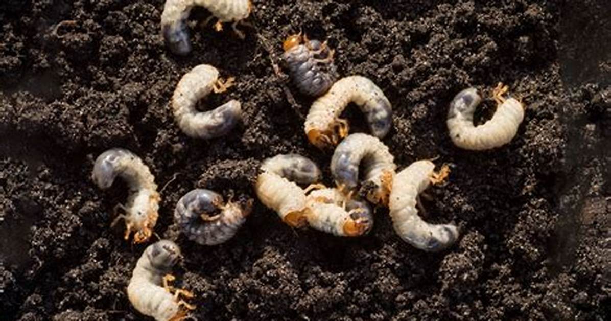 What Do Grub Worms Feed on?