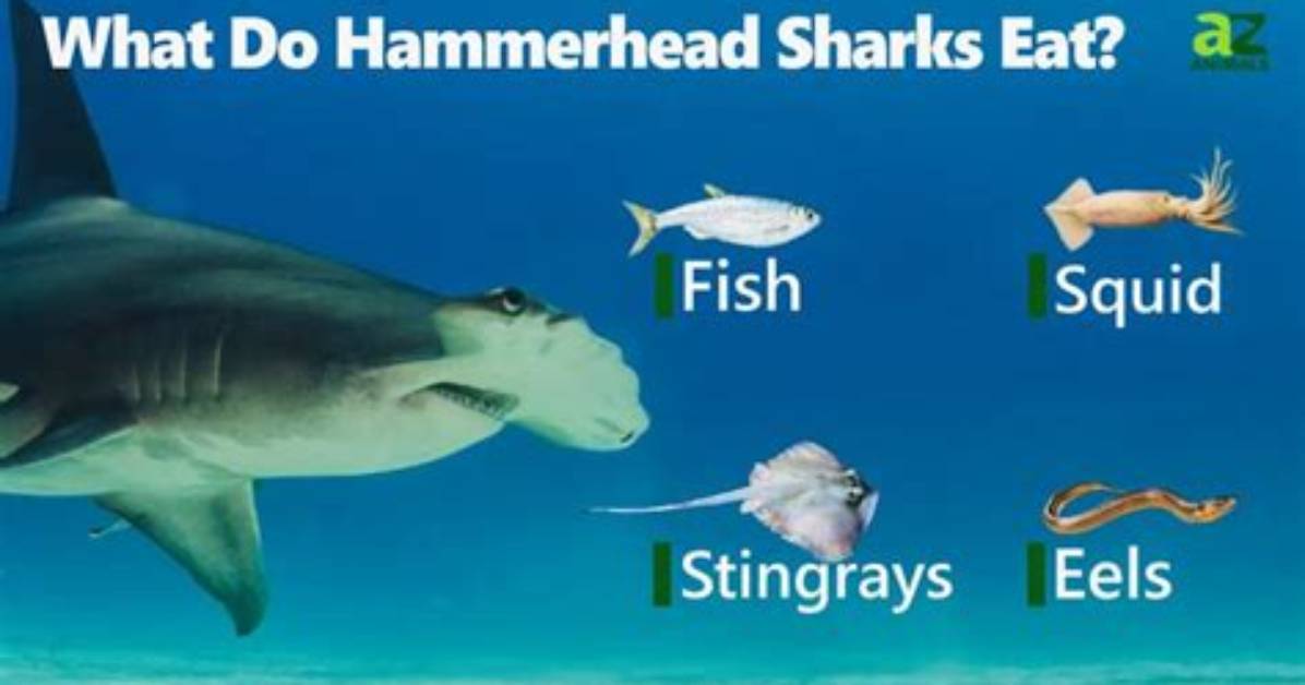 What Do Hammerhead Eat?