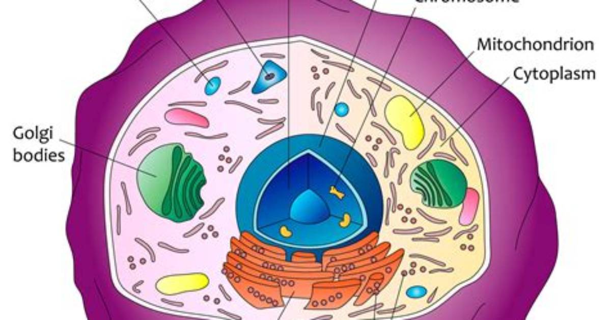 What Do Human Cells Contain