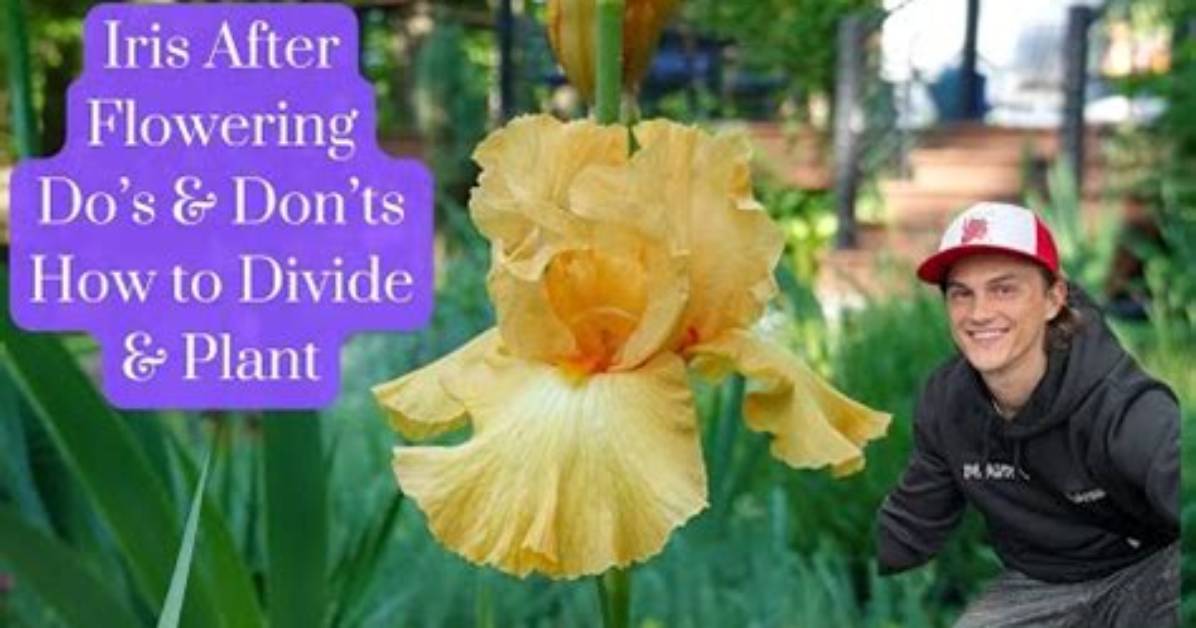 What Do I Do After Irises Stop Blooming