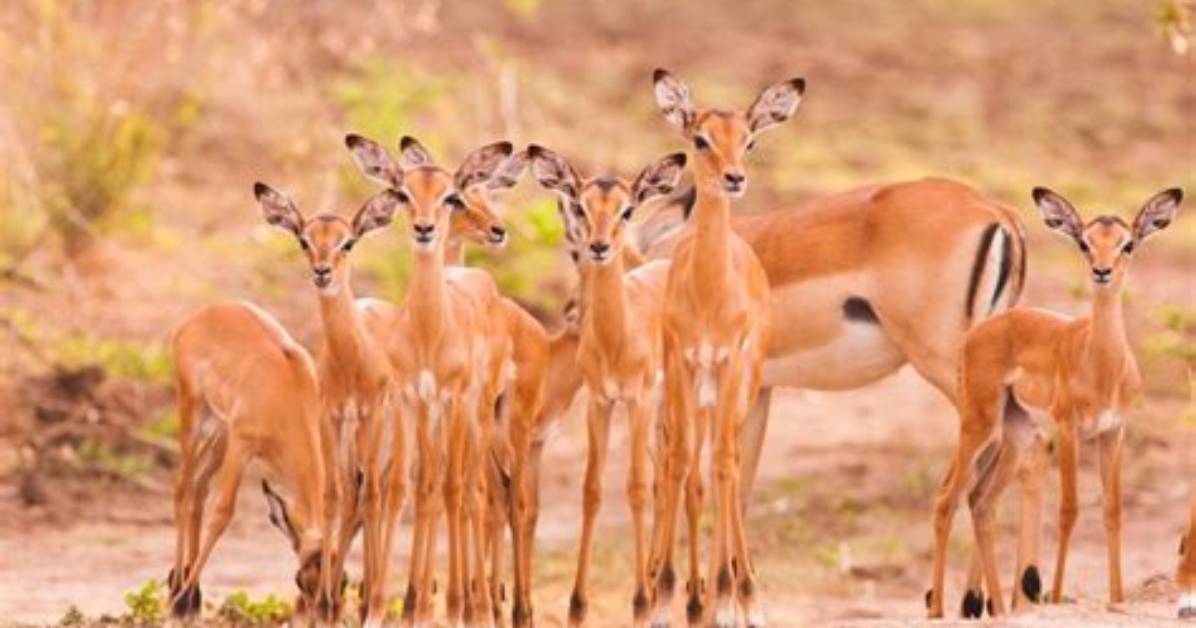 What Do Impalas Eat - Lisbd-Net. Com