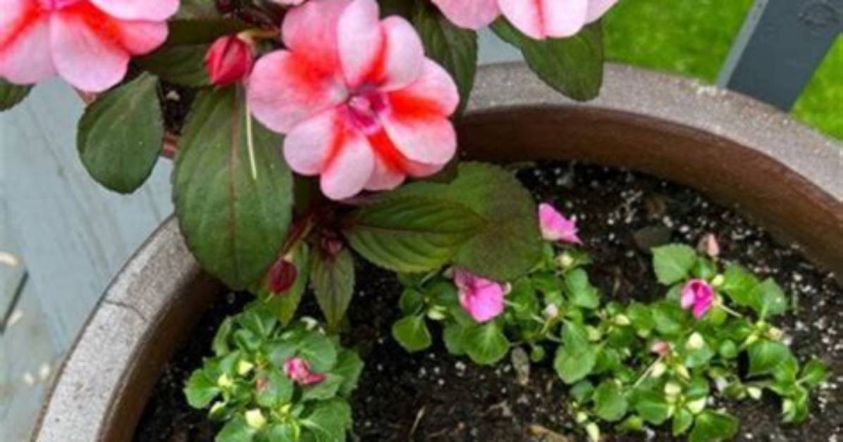 What Do Impatiens Attract