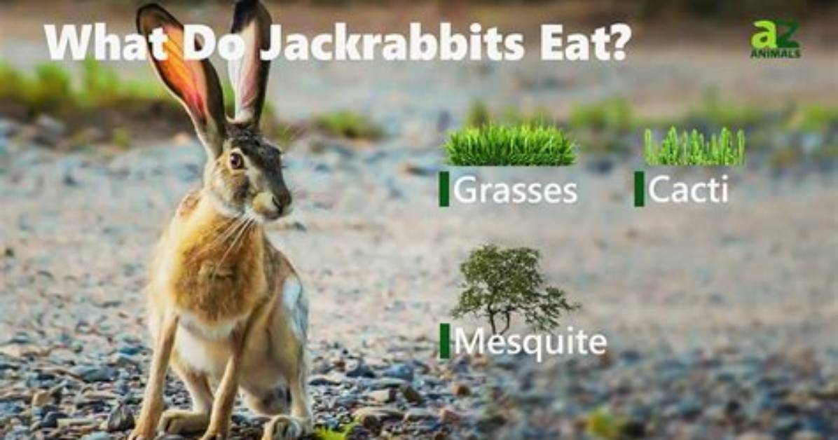 What Do Jackrabbits Eat