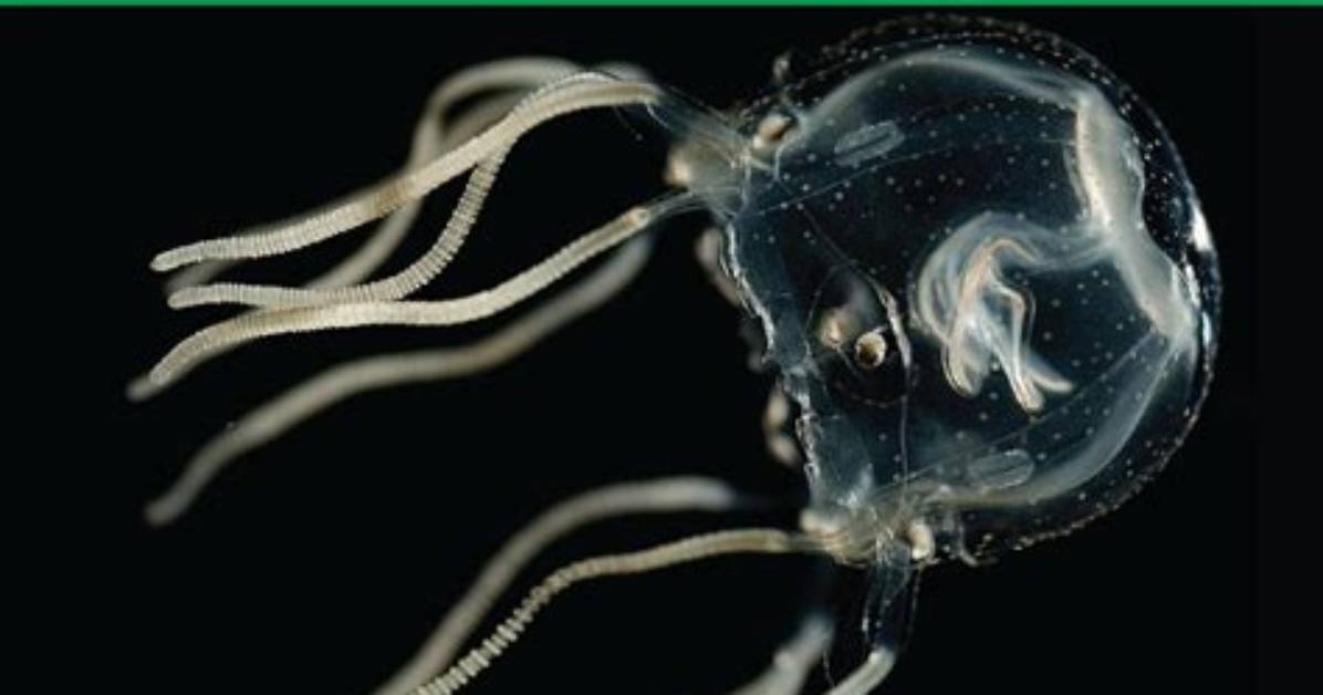 What Do Jellyfishes Do?
