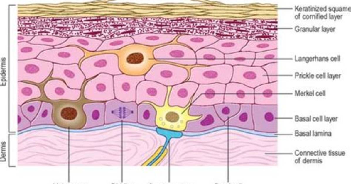 What Do Keratinocytes Do