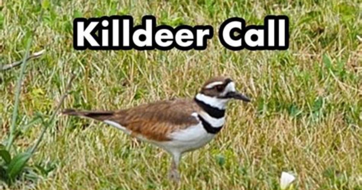 What Do Killdeer Sound Like?