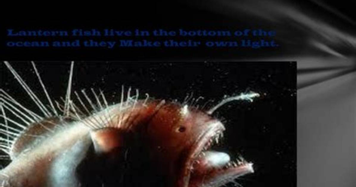 What Do Lantern Fish Eat
