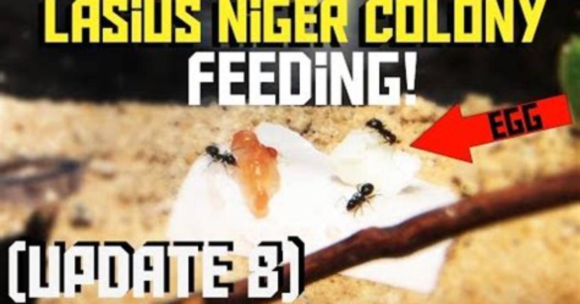 What Do Lasius Niger Eat?