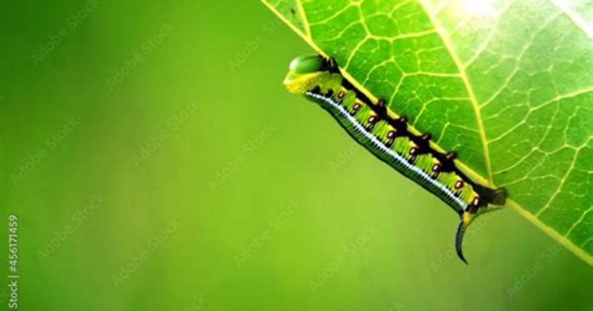 What Do Leaf Worms Eat?