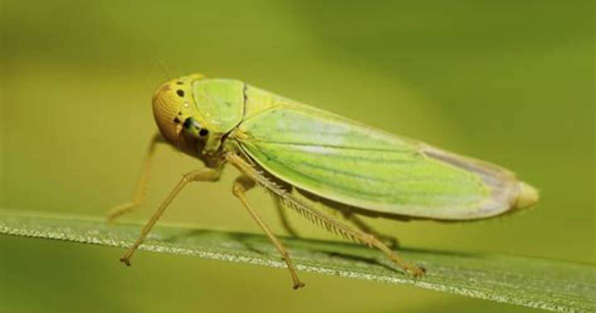What Do Leafhoppers Do