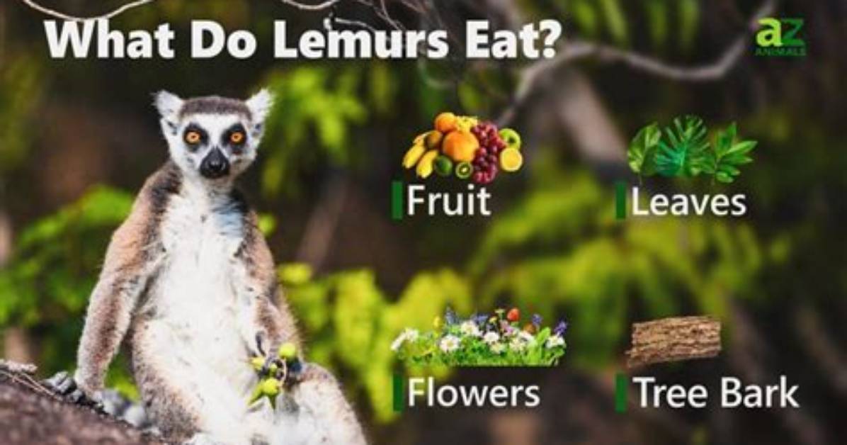 What Do Lemurs Eat?