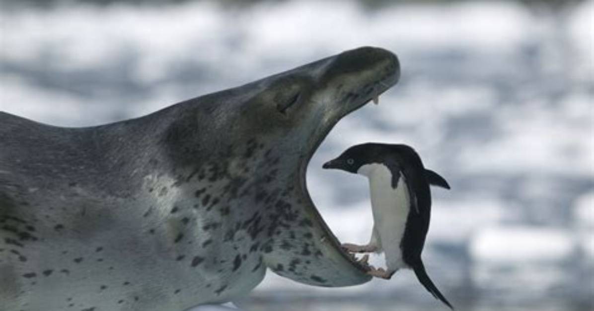 What Do Leopard Seals Eat?