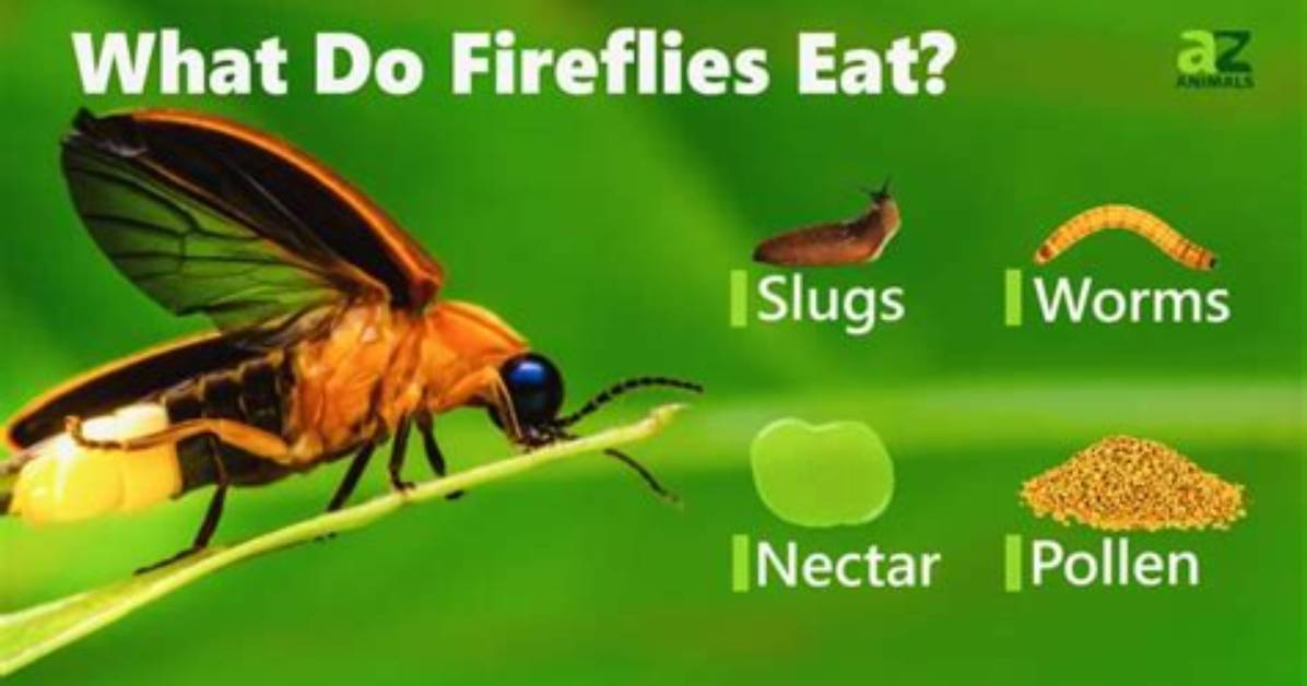 What Do Lightning Bugs Eat?