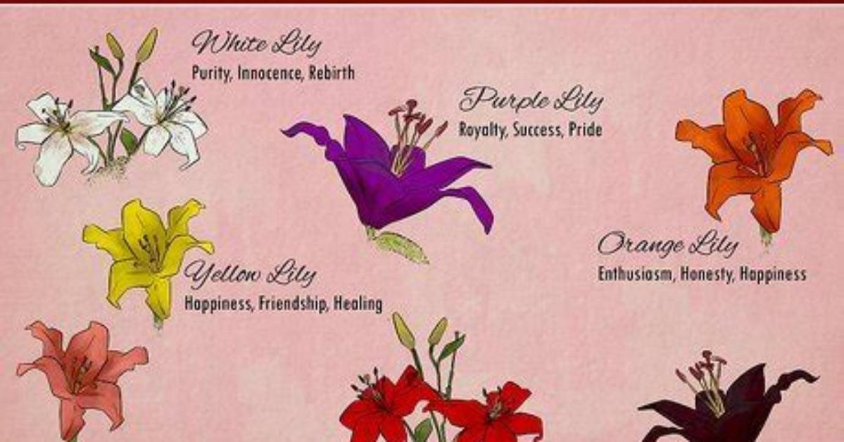 What Do Lilies Symbolize
