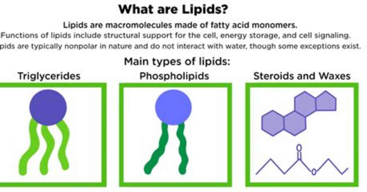 What Do Lipids Do for the Body?