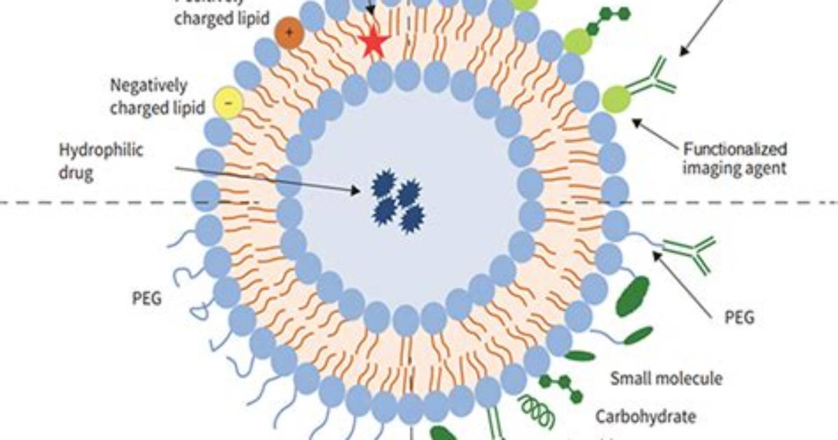 What Do Liposomes Do in the Cell?