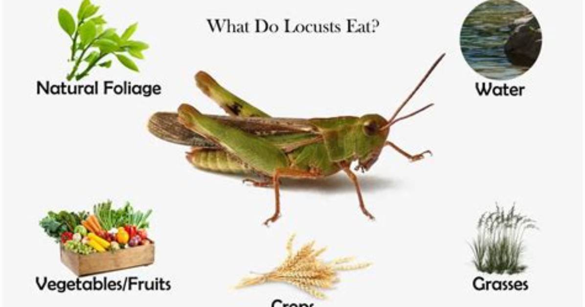 What Do Locusts Eat?