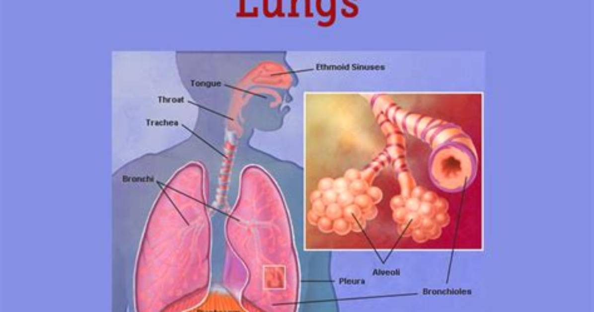 What Do Lungs Do?
