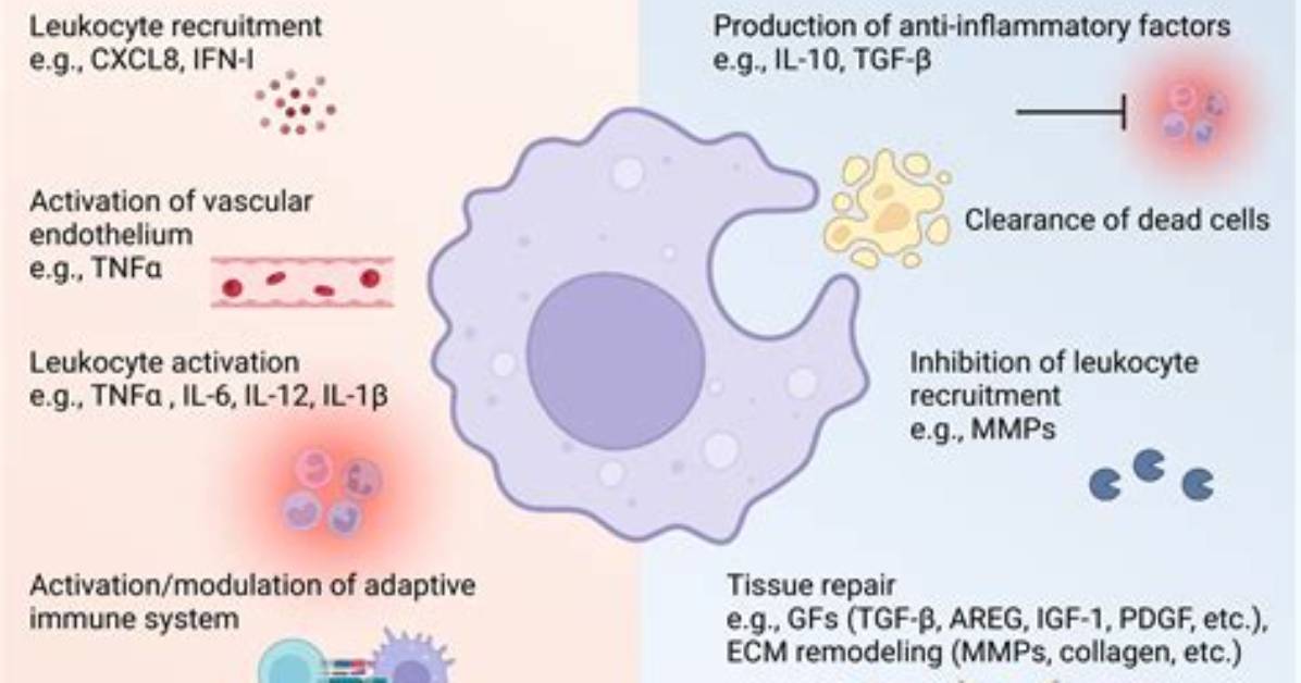 What Do Macrophages Sensitize?