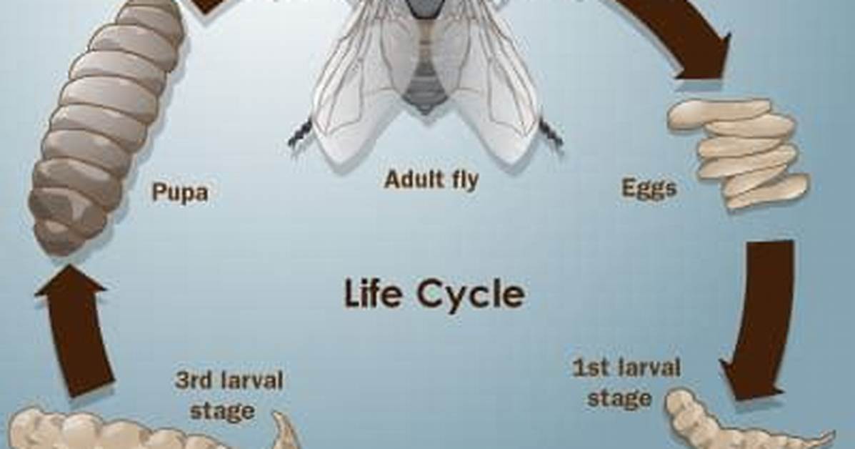 What Do Maggots Turn into?