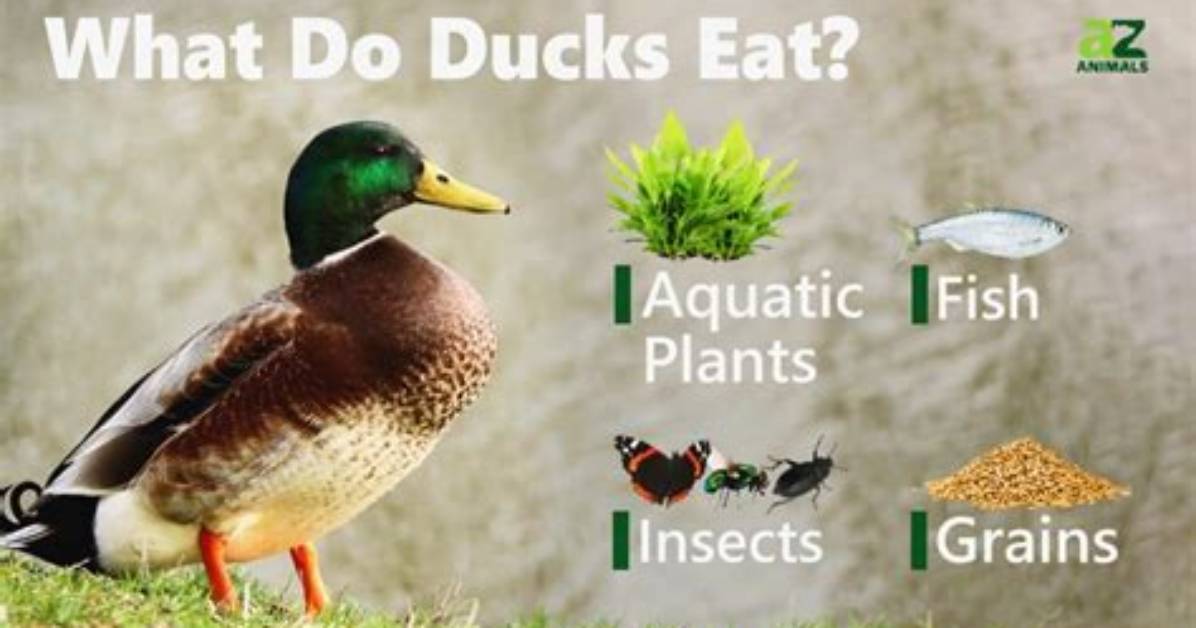 What Do Mallard Ducks Eat?