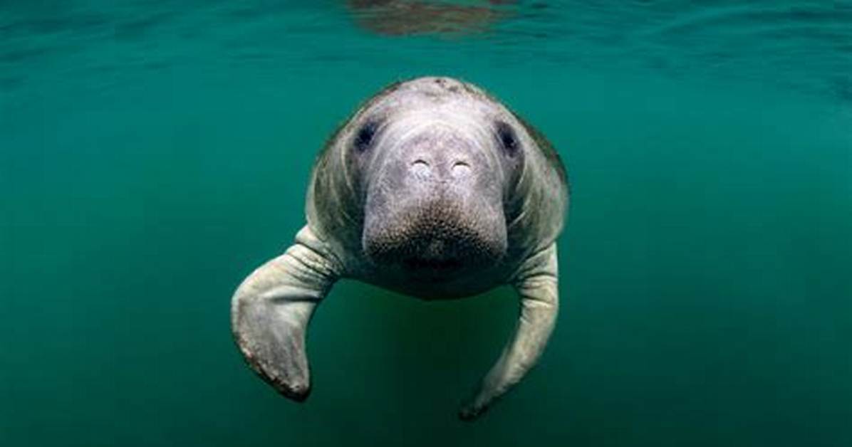 What Do Manatees Do? | Contextresponse. Com