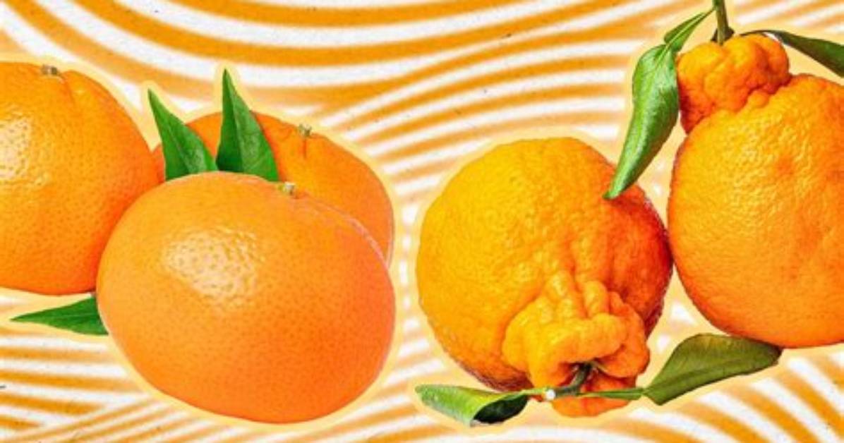 What Do Mandarins Taste Like?