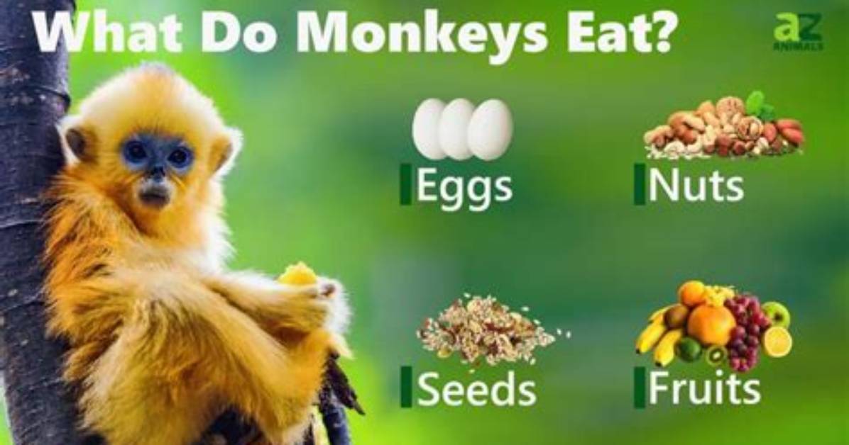 What Do Mandrill Monkeys Eat?