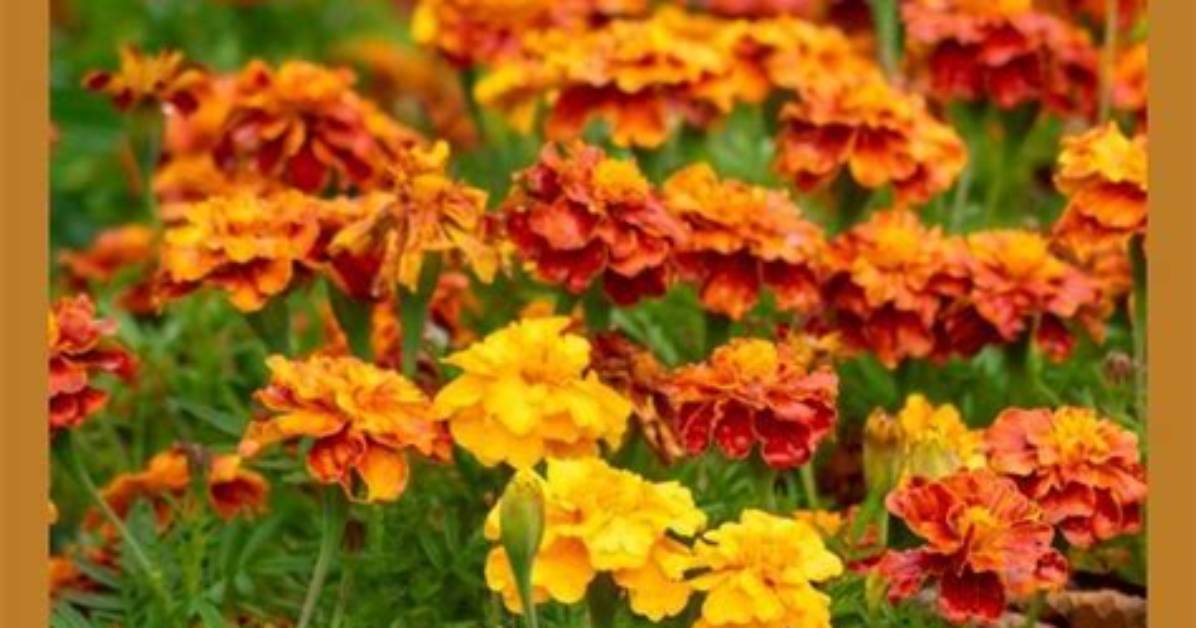 What Do Marigolds Keep Away